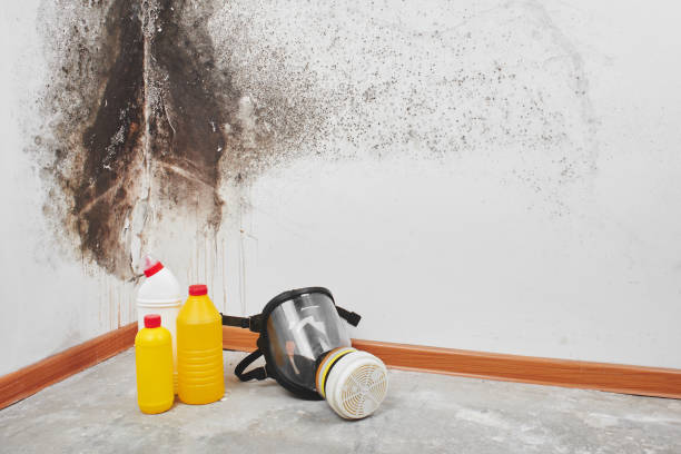 Best Residential Mold Removal  in Greenport West, NY
