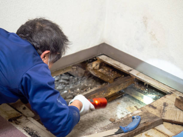 Best Commercial Mold Removal  in Greenport West, NY