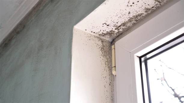Best Mold Damage Repair  in Greenport West, NY