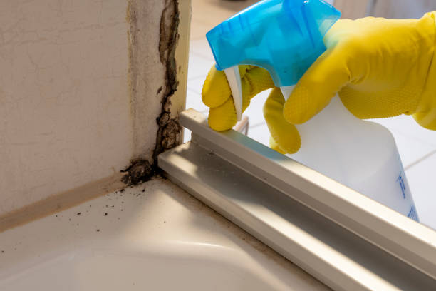 Mold Removal and Inspection in Greenport West, NY