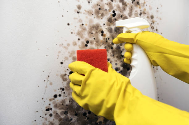 Best Black Mold Removal  in Greenport West, NY