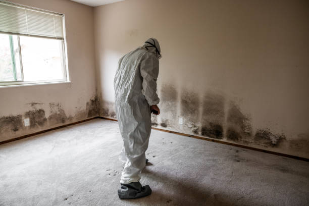 Best Professional Mold Removal  in Greenport West, NY